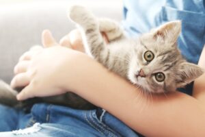 Где можно купить корм для кошки?