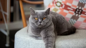 Чем отличаются кошки британцы от шотландцев?