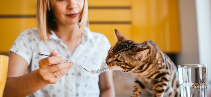 На что влияет вкус корма для кошек?