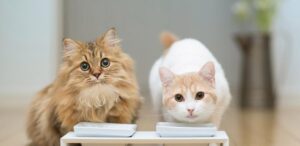 Почему кастрированный кот метит: причины и способы решения проблемы
