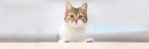 Как выбрать лучший корм для кошки