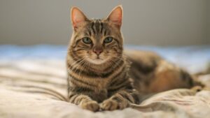Какой корм лучше для кошек: влажный или сухой?