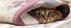 Зачем в кормах для кошек нужен таурин?