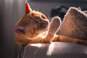 Зачем в кормах для кошек нужен таурин?