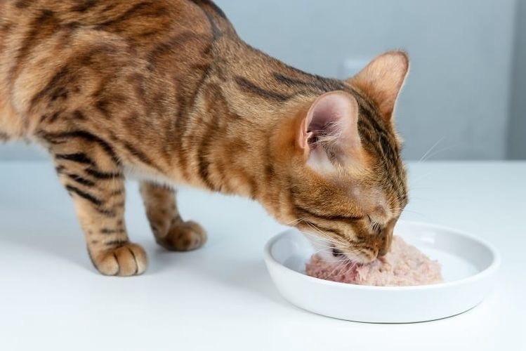 Можно ли кормить кошку только влажным кормом?
