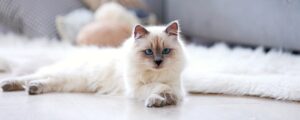 Как выбрать лучший корм для кошки