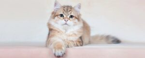На что влияет вкус корма для кошек?