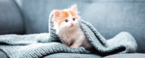 ТОП-3 корма для котят