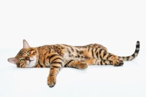 Зачем в кормах для кошек нужны дрожжи?