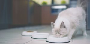 Можно ли кормить кошку только влажным кормом?