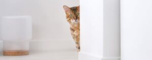 Как видят коты: секреты кошачьего зрения