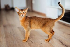 Что можно есть кошкам: полезные продукты для здорового питания
